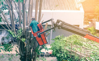 Plantations : arrachage ou élagage ?