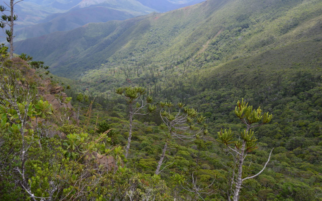 Carbon offsetting projects in New Caledonia
