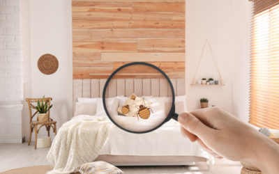Punaises de lit et logement décent : tout est question de preuve !
